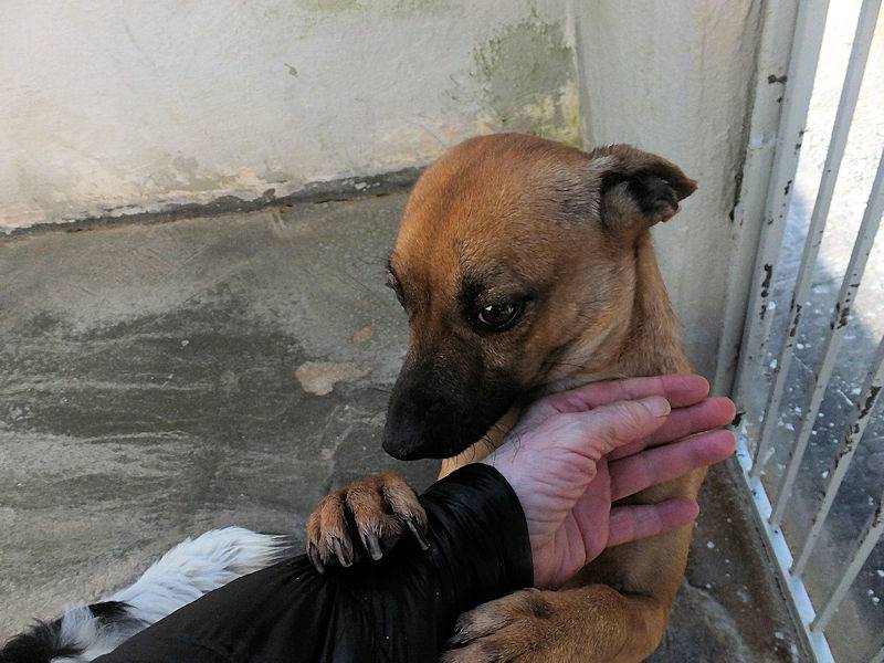 Adotta un cane, taglia piccola, maschio, Frosinone