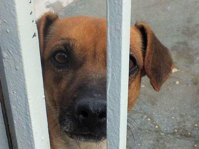 Vuoi adottare un cane a Frosinone?