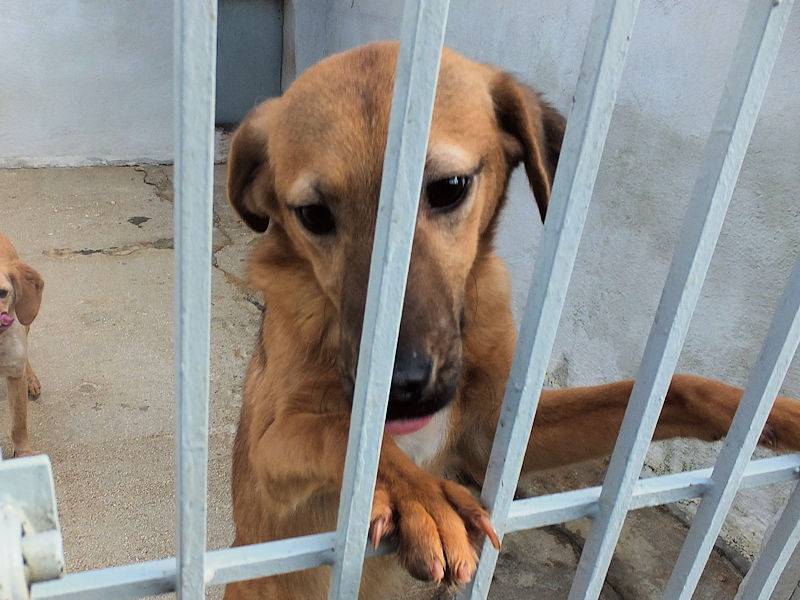 Adotta il cane CHICO a Frosinone