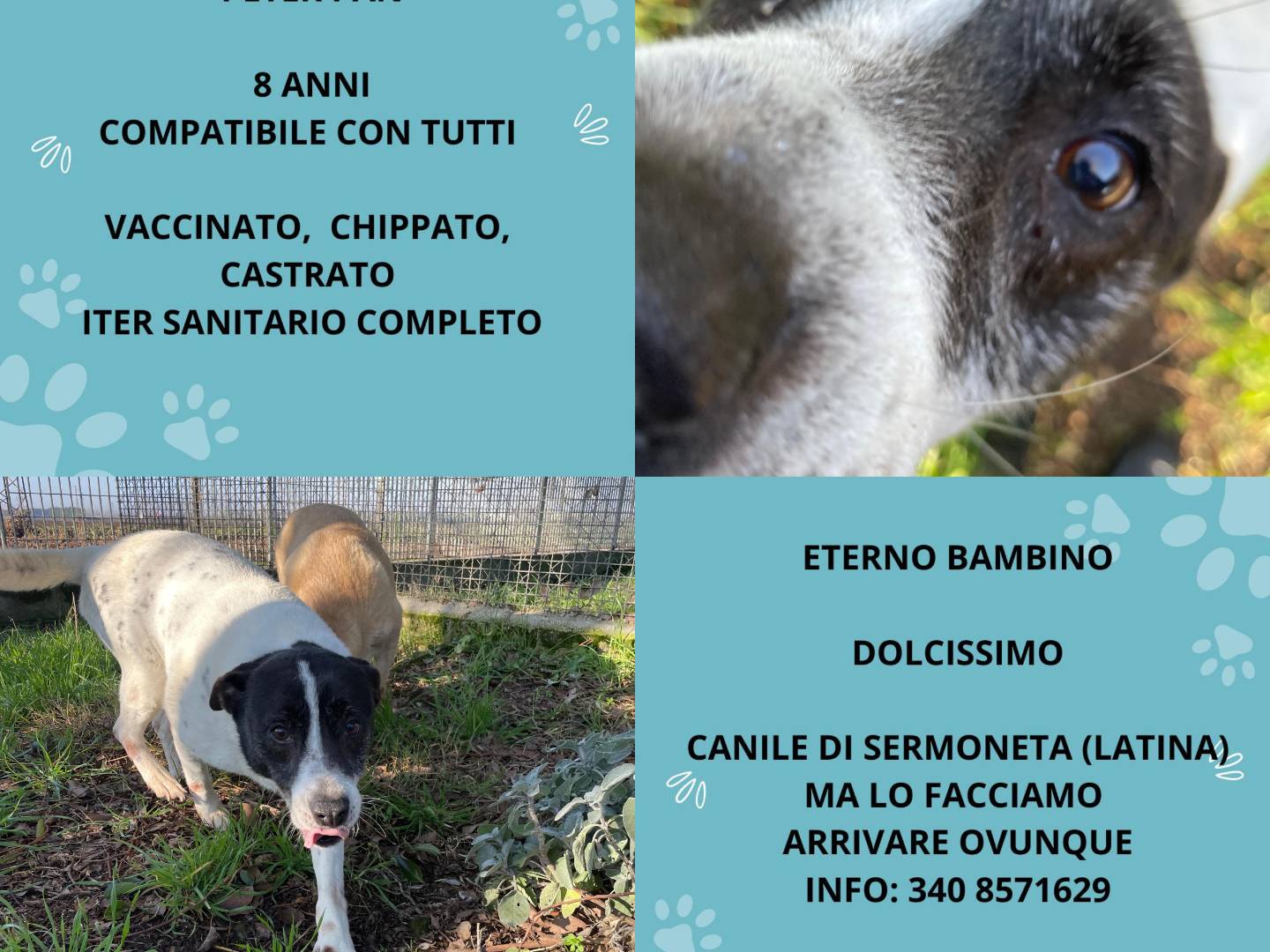Adozione cane, maschio, Razza sconosciuta Razza sconosciuta, 8 anni e 4 mesi, taglia media contenuta, Latina