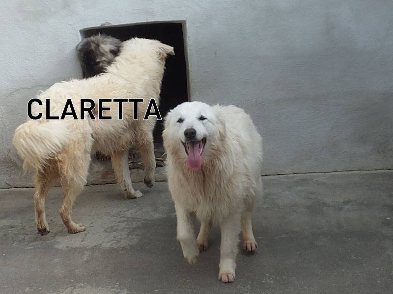 Foto 1 dell'animale