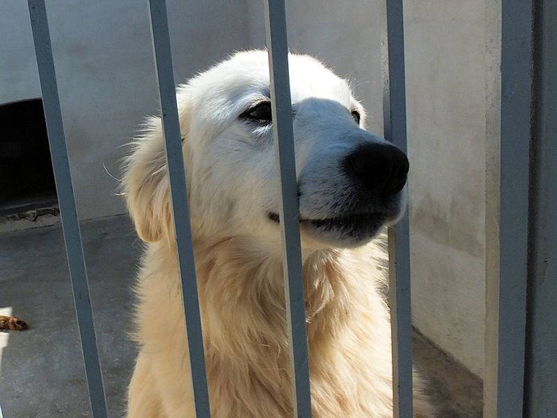 Foto 3 dell'animale