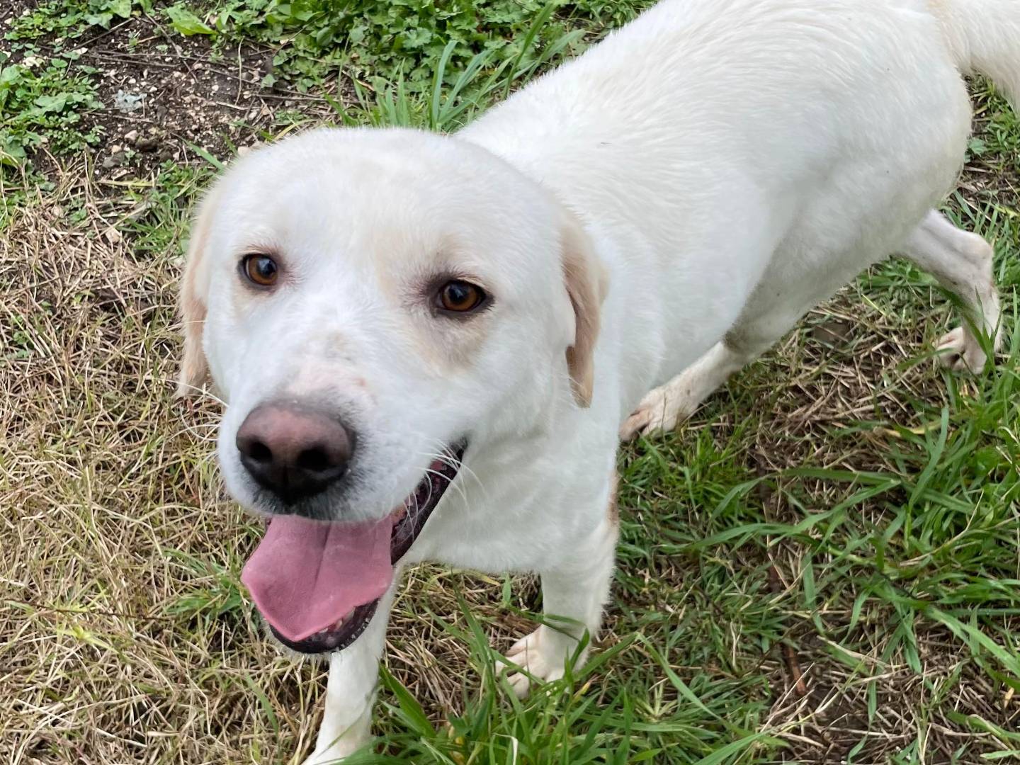 Adotta un cane, femmina, 3 anni  e 1 mese, Latina