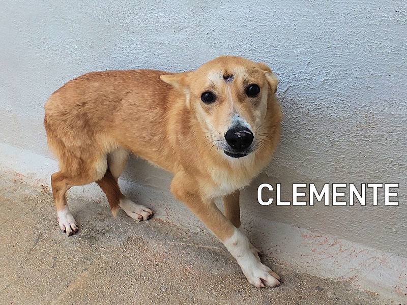 Adozione cane, maschio, Razza sconosciuta Razza sconosciuta, 1 anno e 8 mesi, taglia media contenuta, Frosinone