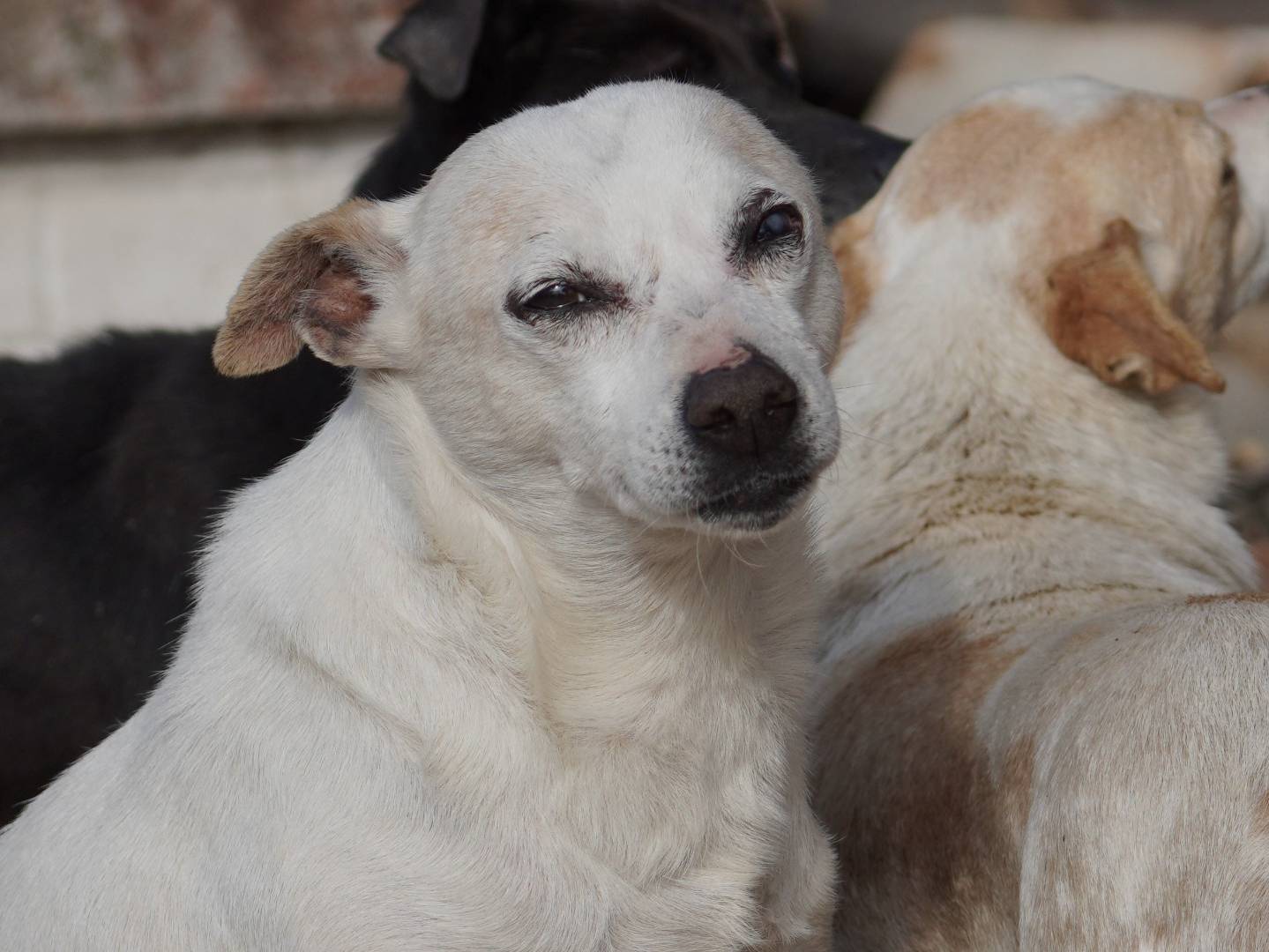 Adozione cane, maschio, Razza sconosciuta Razza sconosciuta, 7 anni e 2 mesi, taglia piccola, Latina