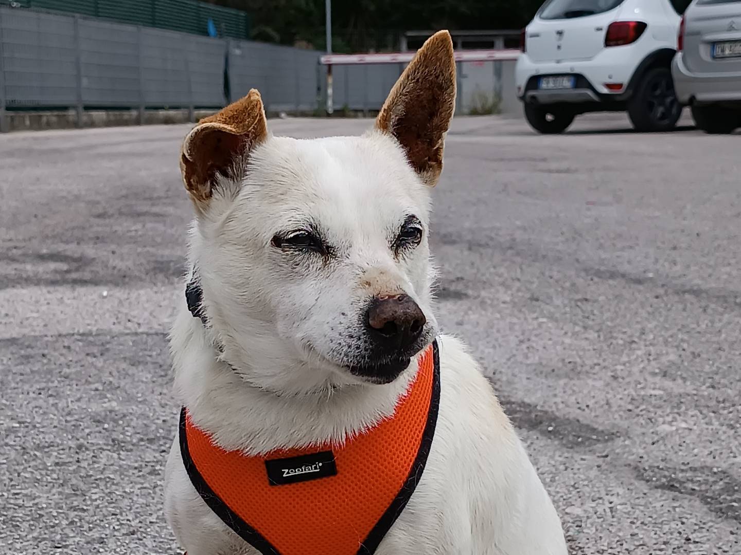Adotta un cane, maschio, 7 anni e 2 mesi, Latina