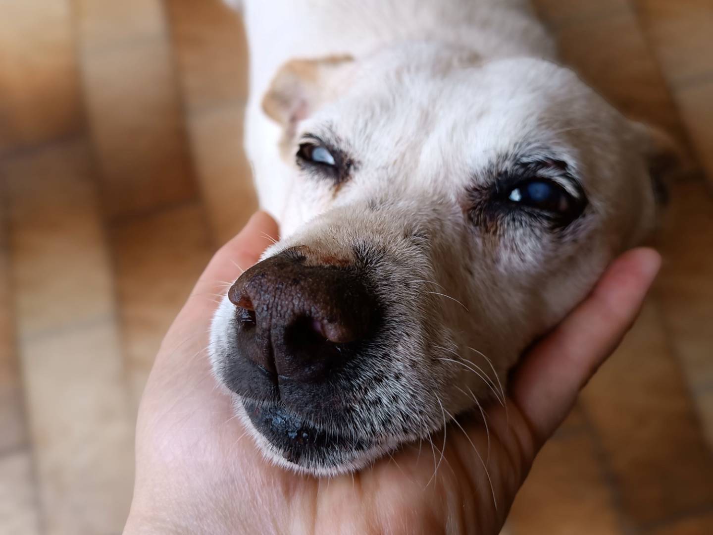 Vuoi adottare un cane a Latina?