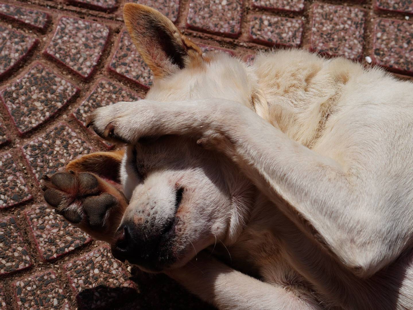 Adotta il cane gino a Latina