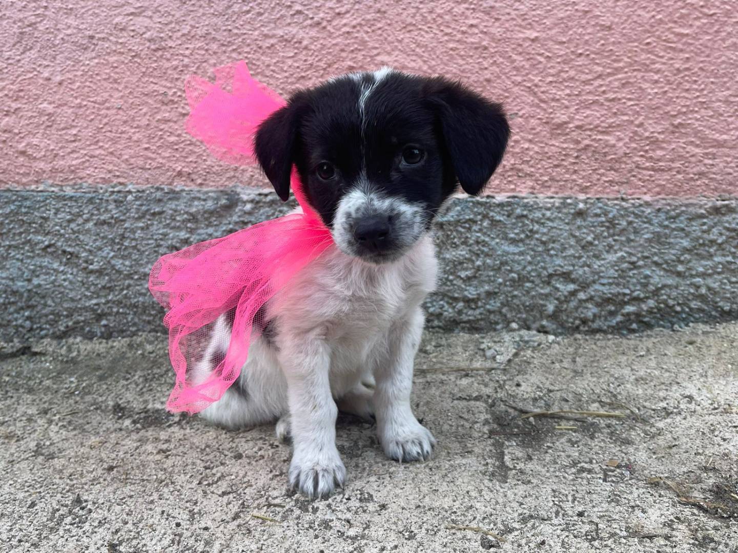 Foto dell'animale
