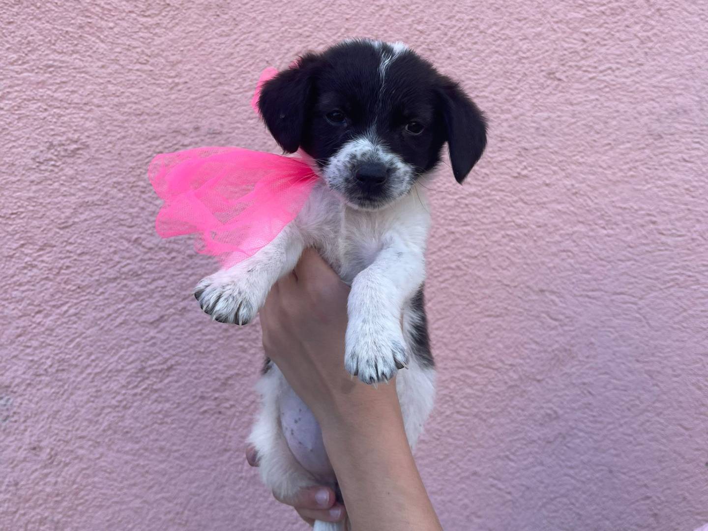 Adotta un cane, femmina, 2 mesi, Catanzaro