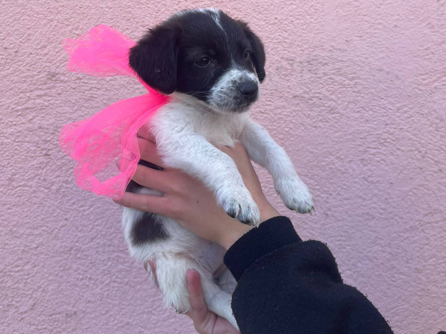 Adotta un cane, taglia media contenuta, femmina, Catanzaro