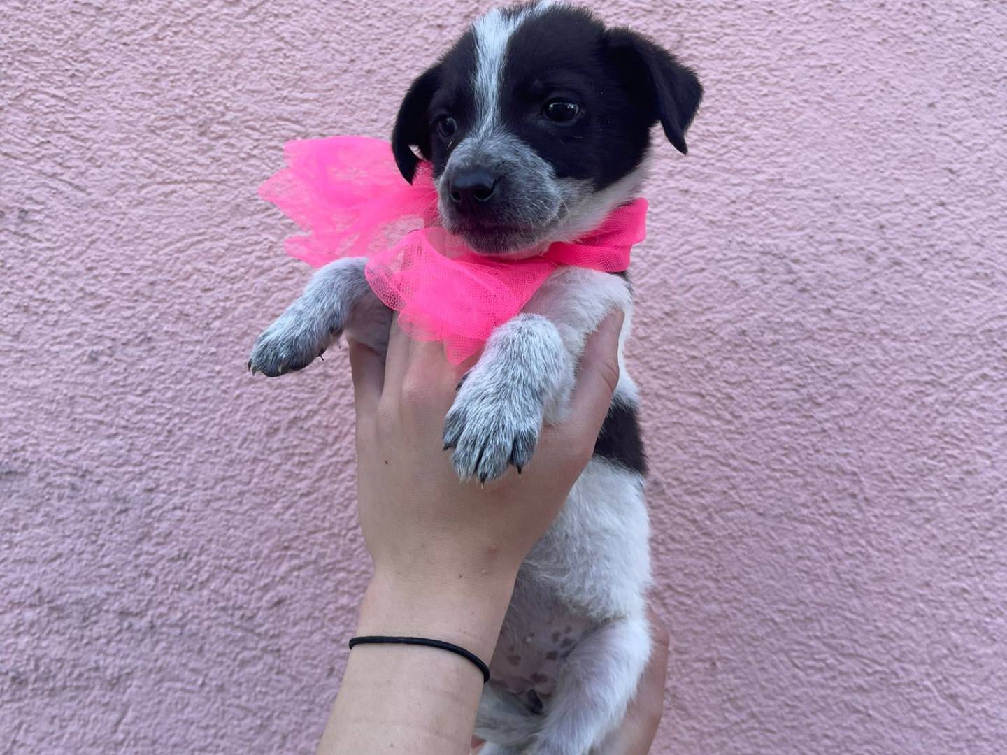 Adotta un cane, femmina, 3 mesi, Catanzaro