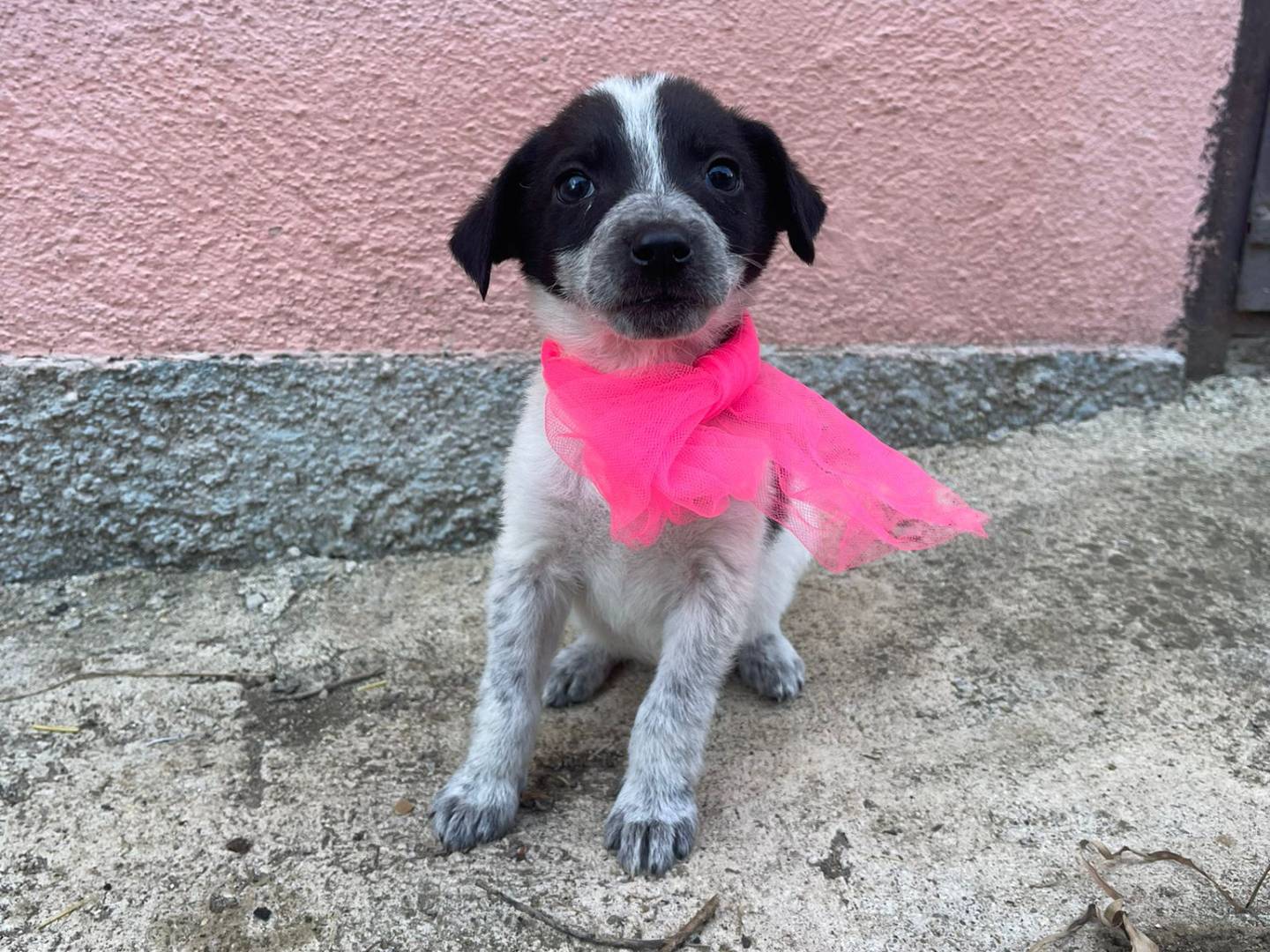 Adotta un cane, taglia piccola, femmina, Catanzaro