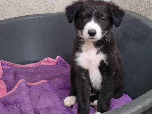 Adotta un cane, maschio, 2 mesi, Caserta