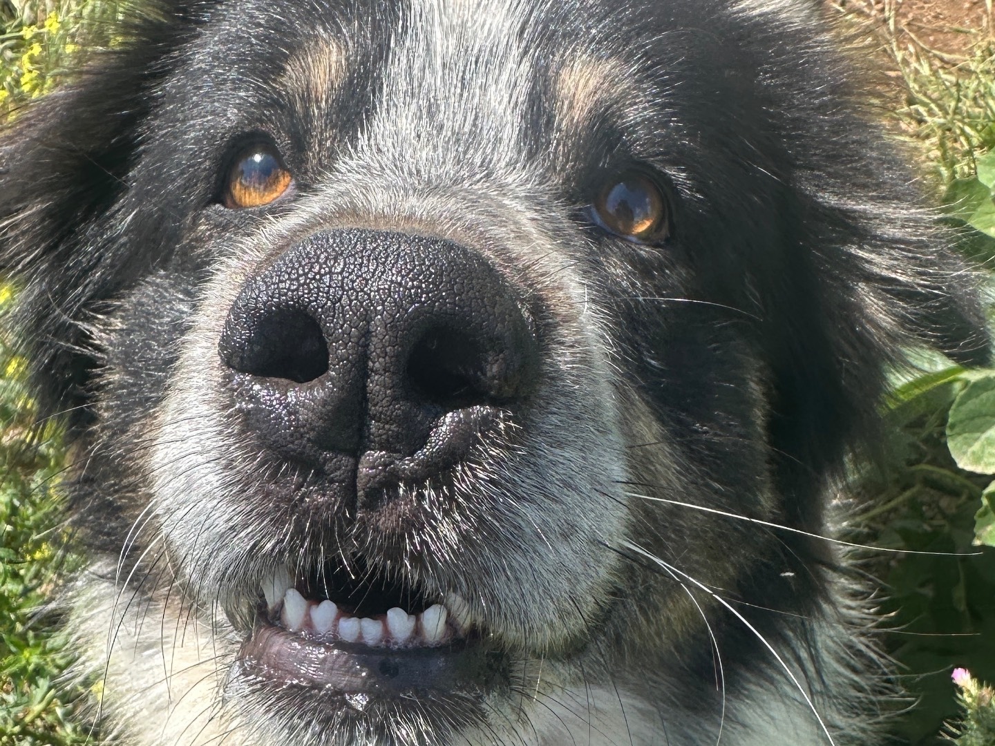 Adotta un cane, maschio, 4 anni  e 4 mesi , Taranto