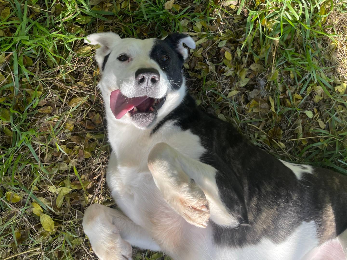 Adotta un cane, femmina, 3 anni  e 4 mesi , Latina