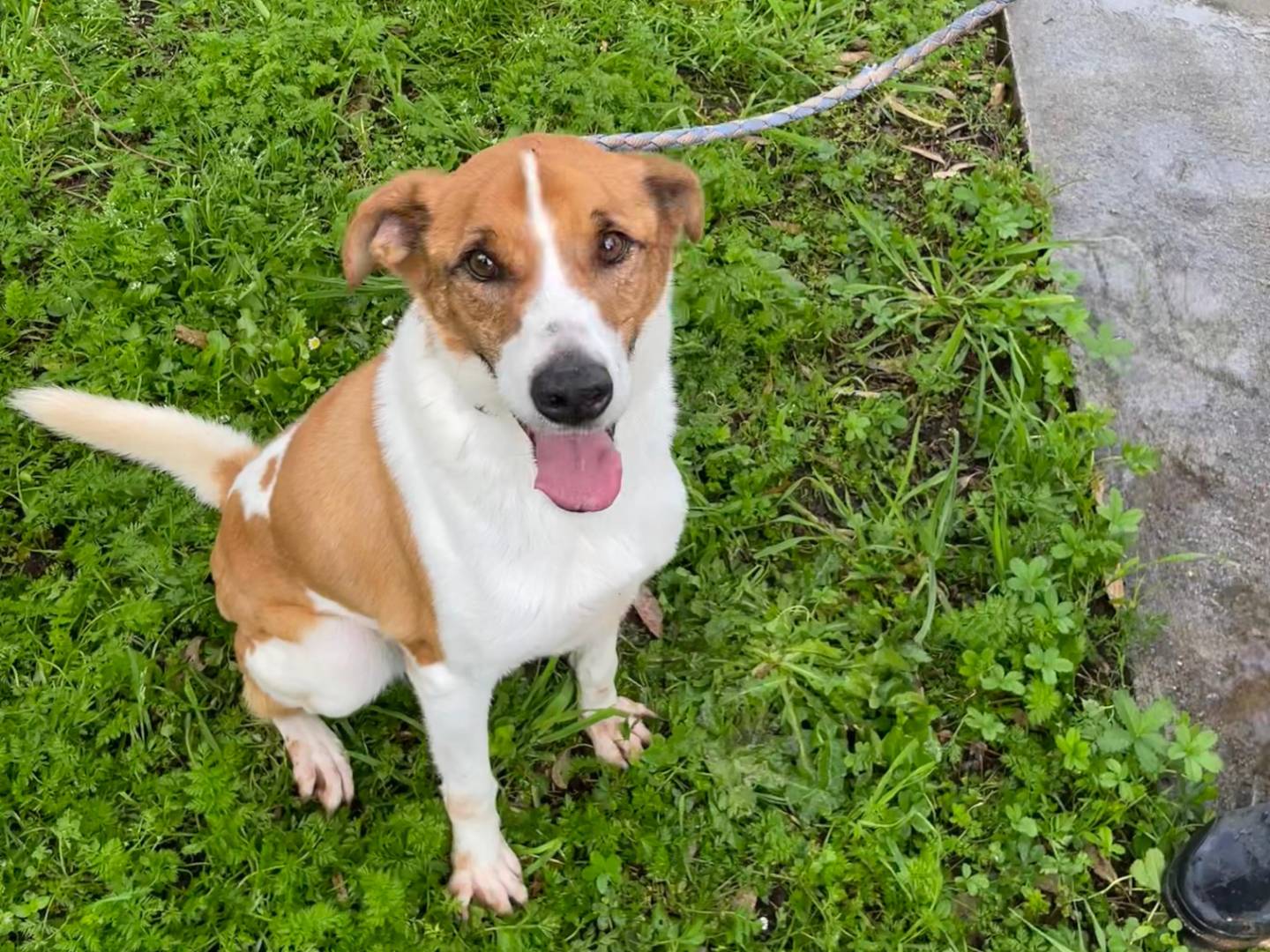 Adotta un cane, maschio, 6 anni  e 3 mesi , Latina