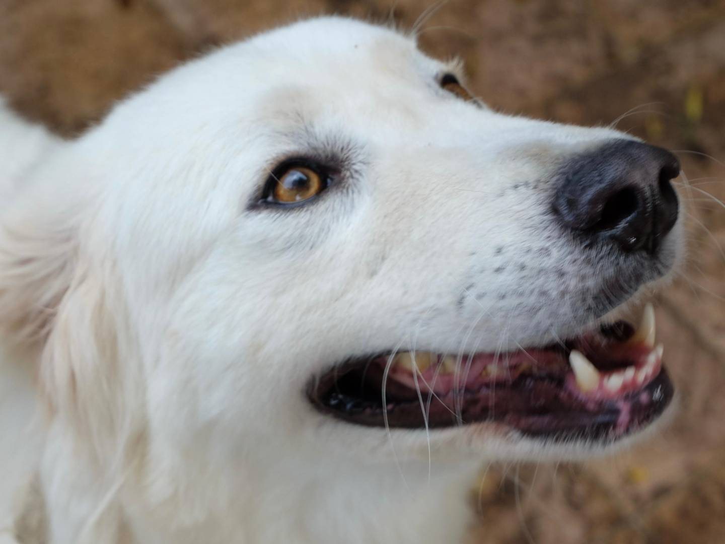 Foto dell'animale