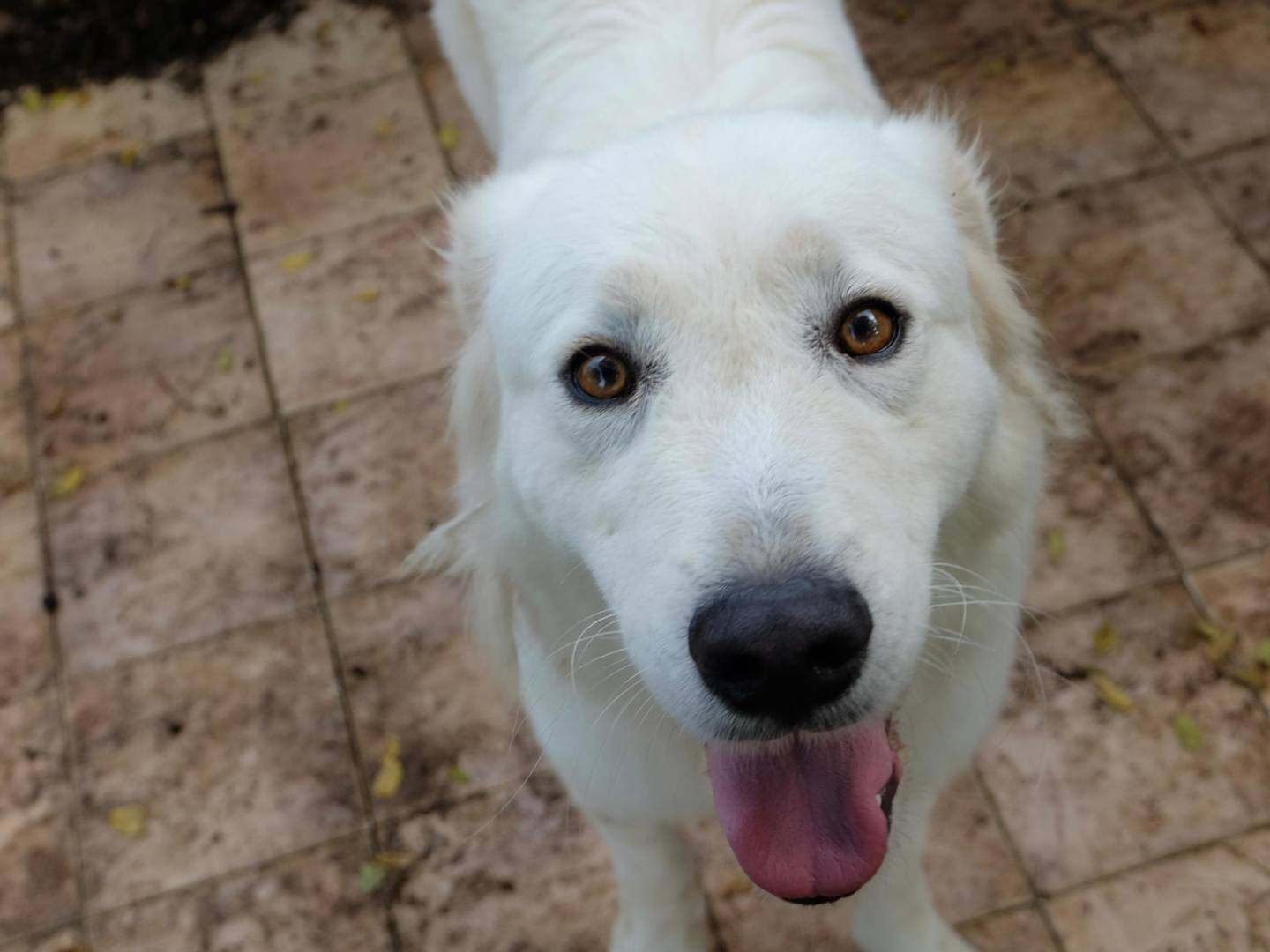 Adotta un cane, maschio, 2 anni  e 10 mesi , Latina