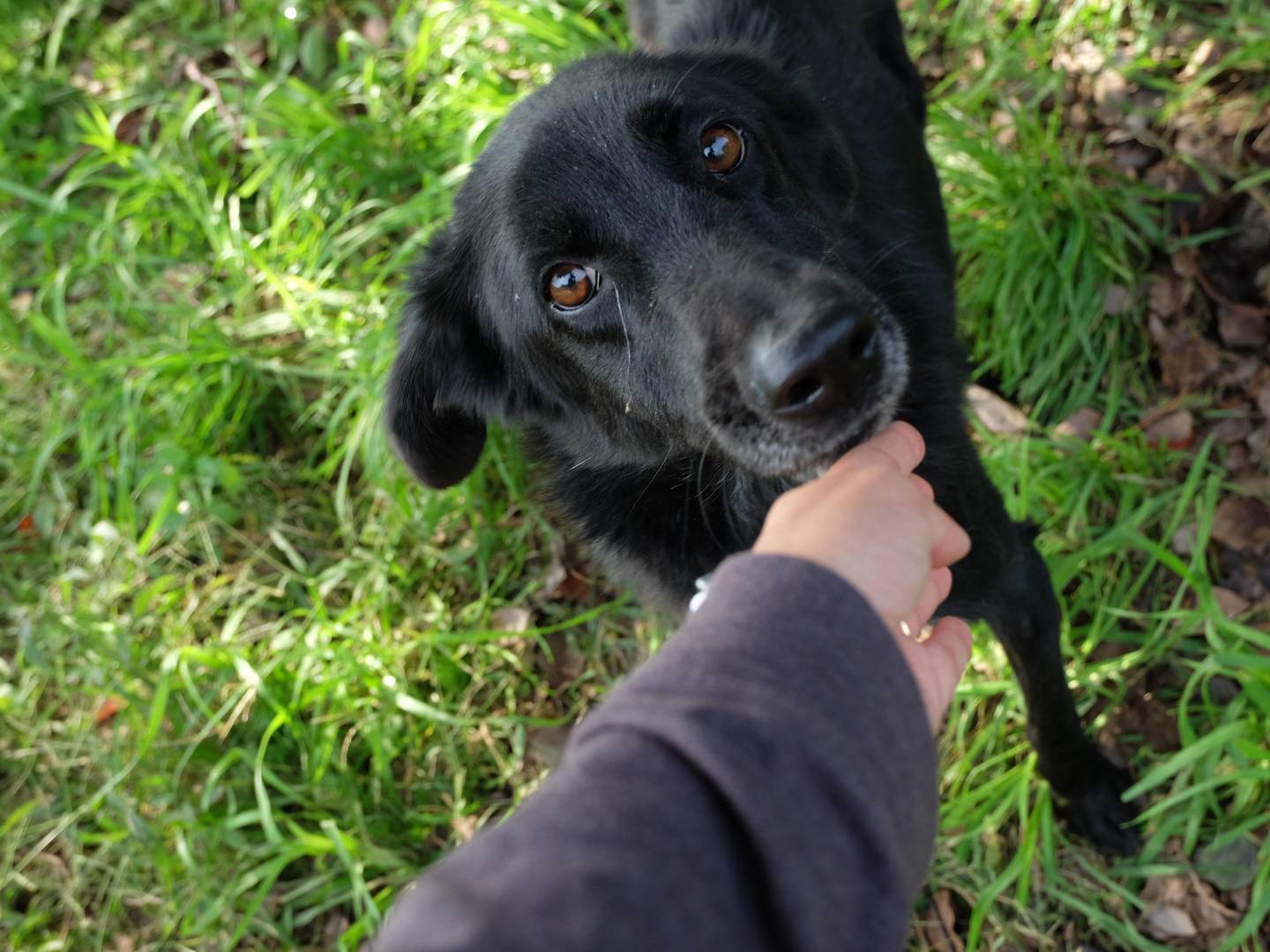 Adotta un cane, maschio, 7 anni  e 4 mesi , Latina