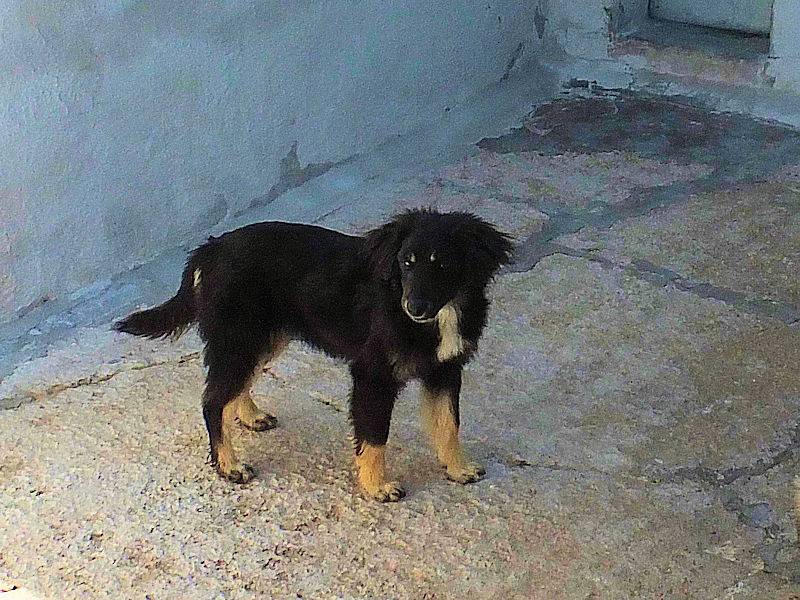 Adotta un cane, taglia media contenuta, femmina, Frosinone