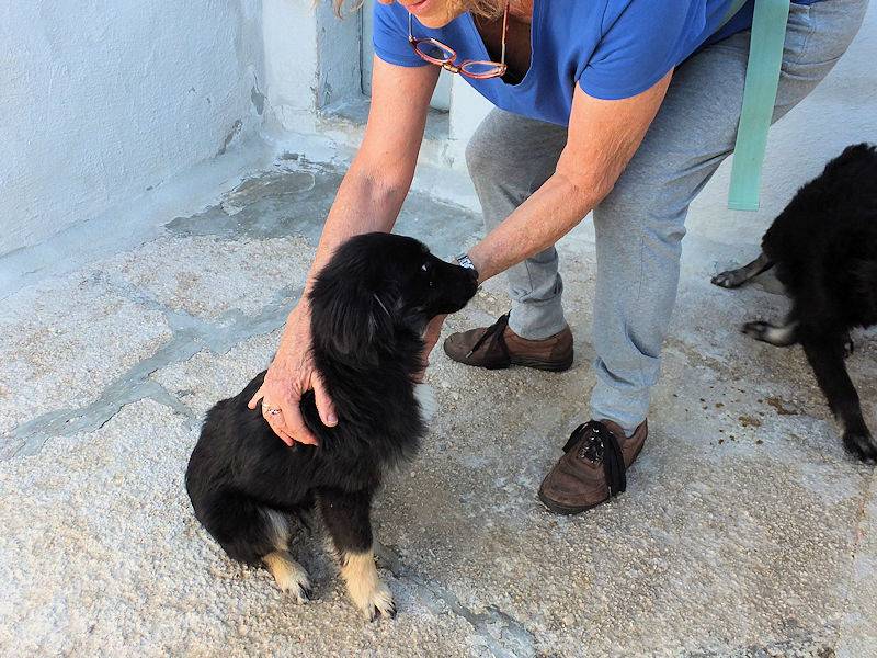 Foto 3 dell'animale