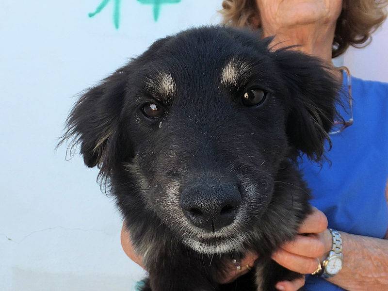 Adotta il cane MELINA a Frosinone