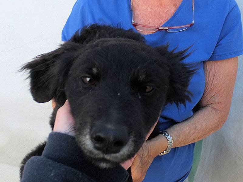Adotta un cane, taglia media contenuta, femmina, Frosinone