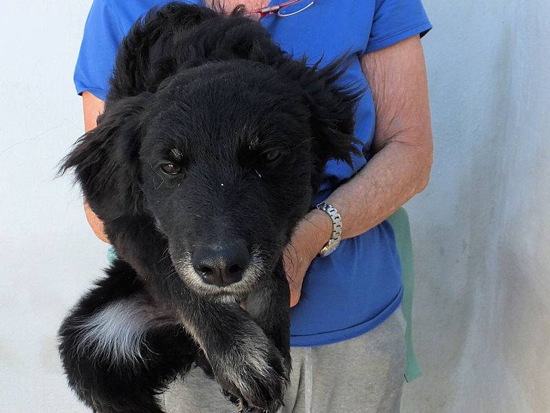 Adotta il cane MELINA a Frosinone