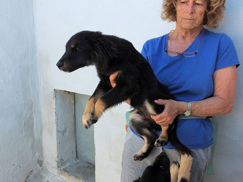 Adotta un cane, maschio, 6 mesi, Frosinone