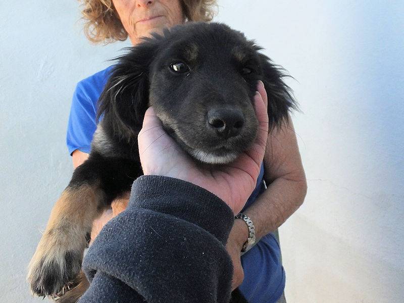 Adotta un cane, taglia media contenuta, maschio, Frosinone