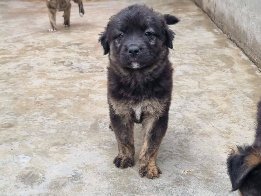 Adotta un cane, femmina, 2 mesi, Caserta