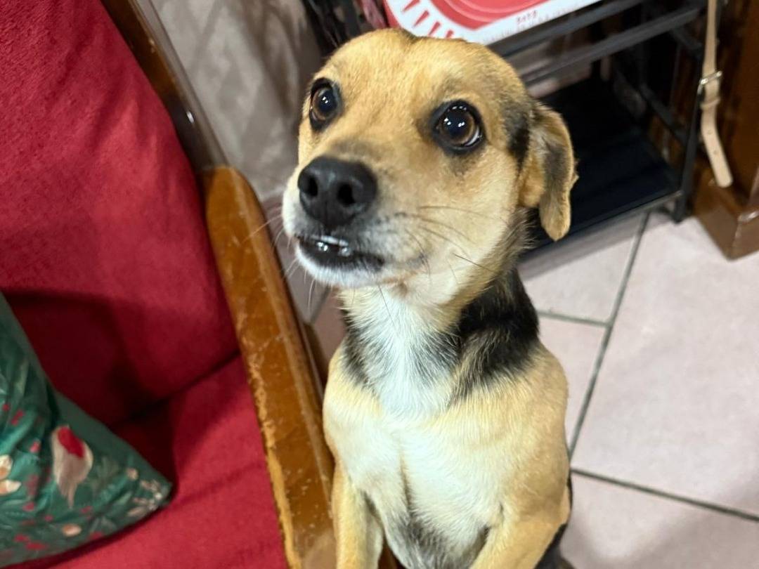 Adotta un cane, maschio, 2 anni  e 9 mesi , Napoli