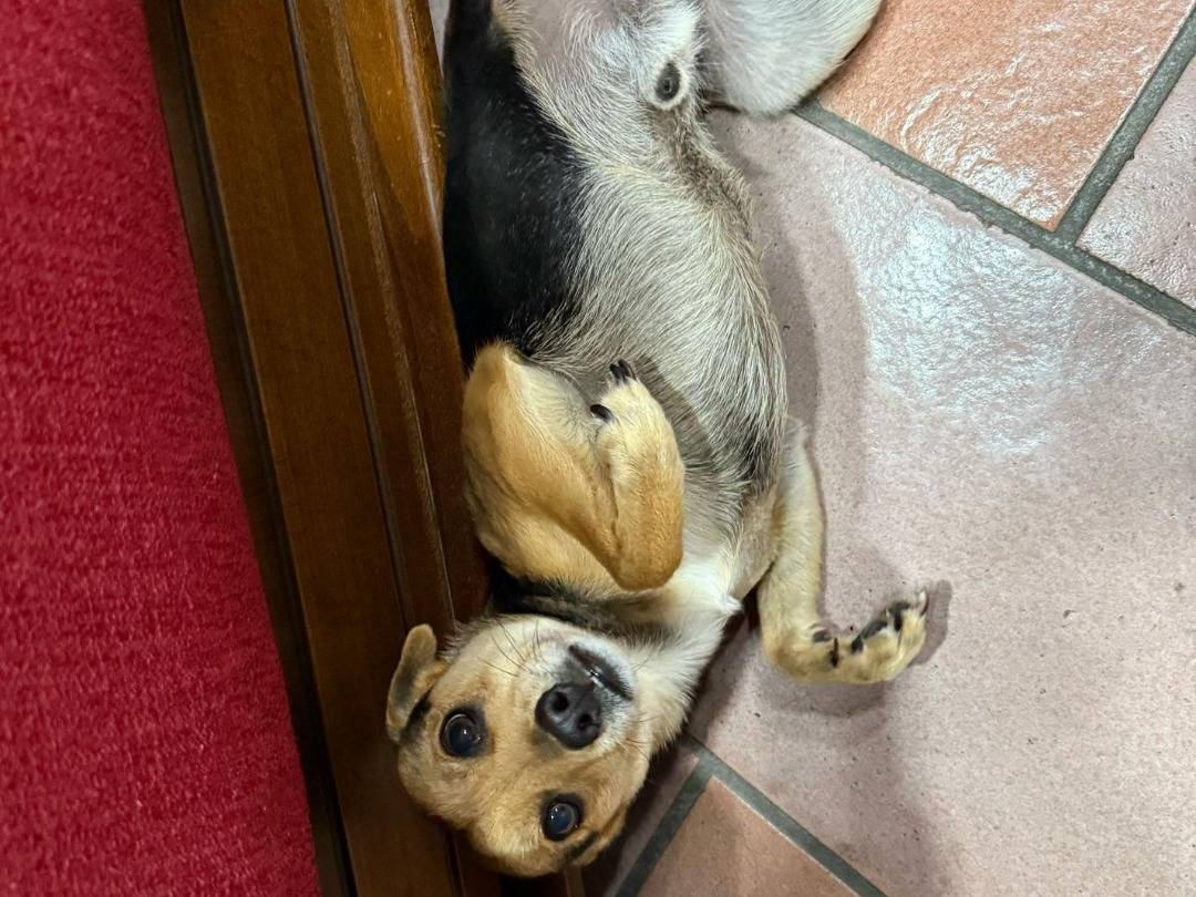Adotta un cane, taglia piccola, maschio, Napoli