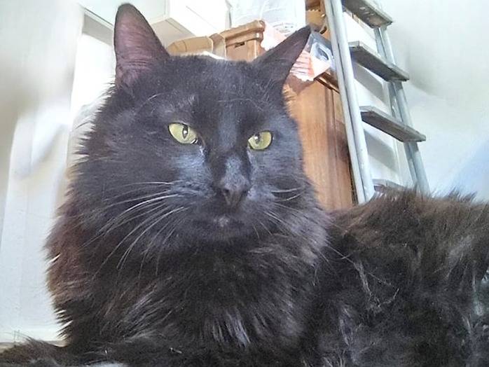 Adotta un gatto, femmina, 3 anni  e 1 mese, Torino