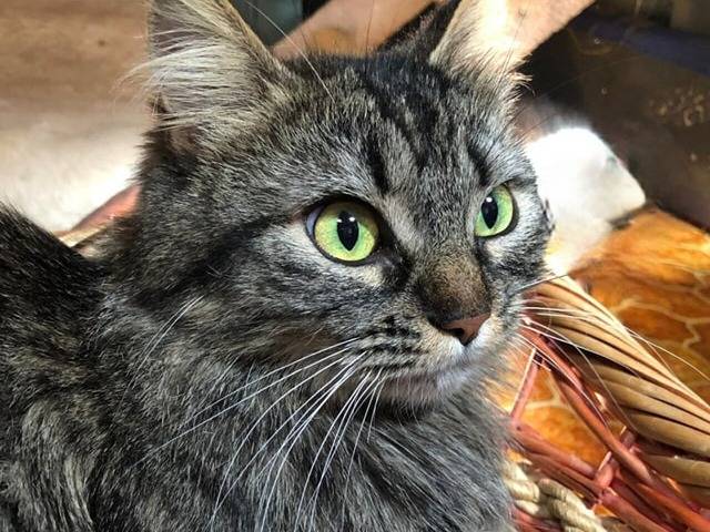 Adotta un gatto, maschio, 3 anni , Torino