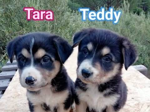 Adotta un cane, taglia media contenuta, femmina, Bergamo