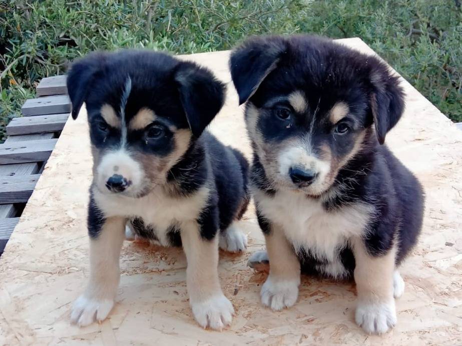Adozione cane, maschio, Razza sconosciuta Razza sconosciuta, 2 mesi, taglia media contenuta, Firenze