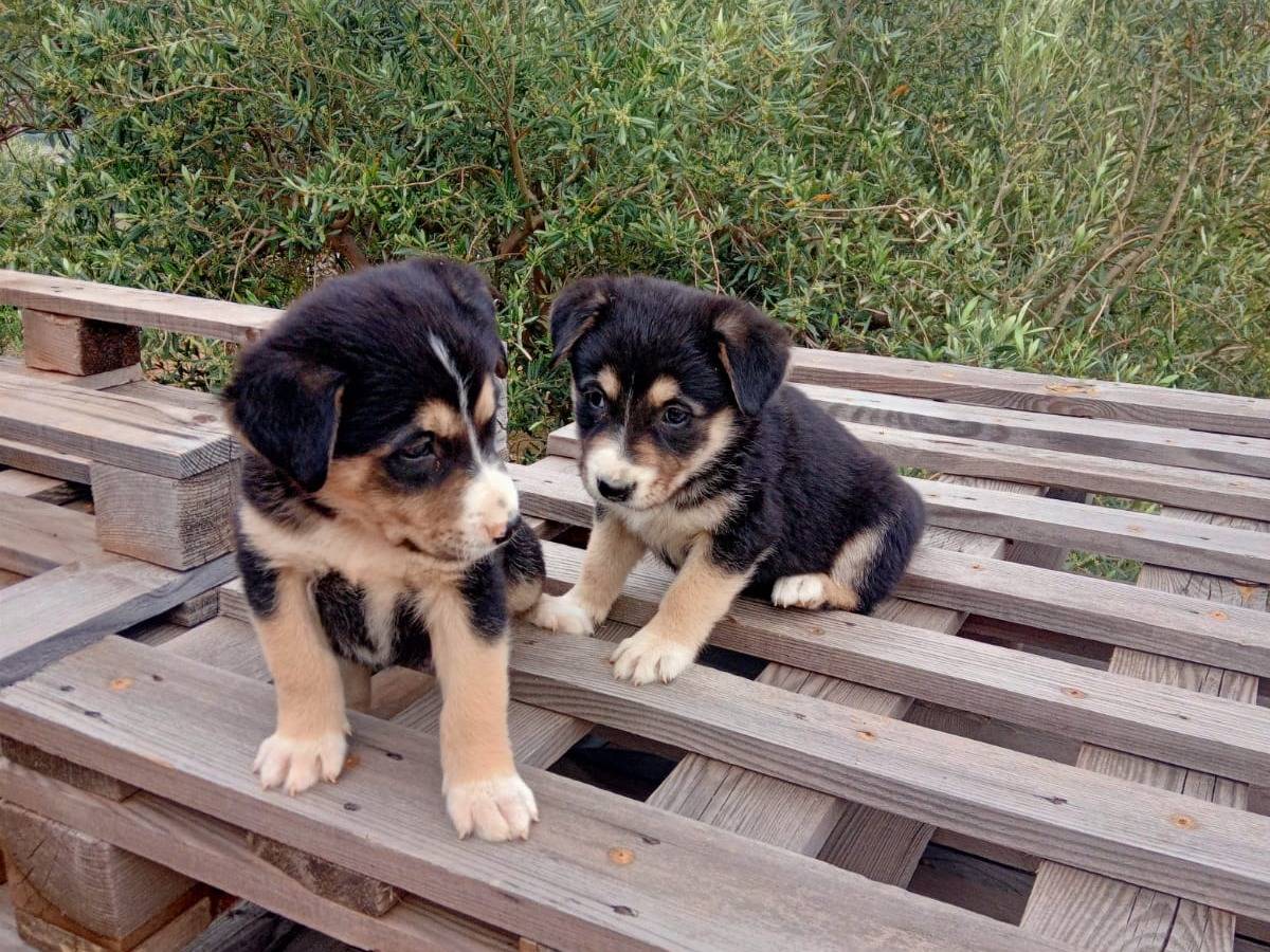 Adotta un cane, taglia media contenuta, maschio, Firenze