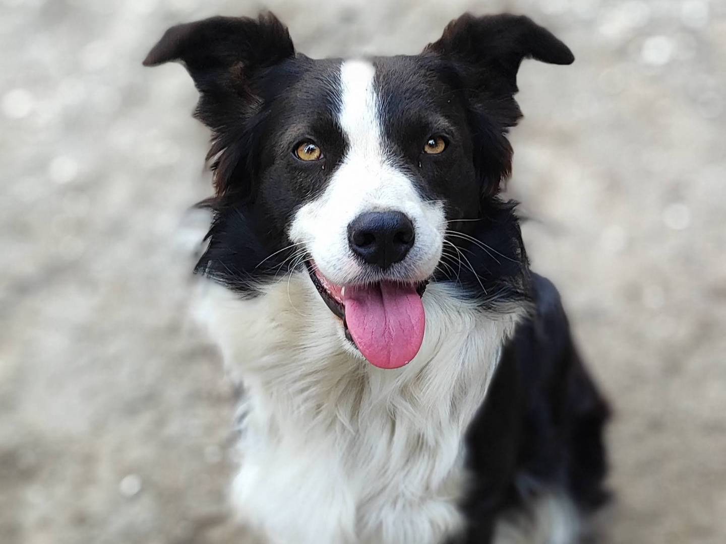 Foto dell'animale