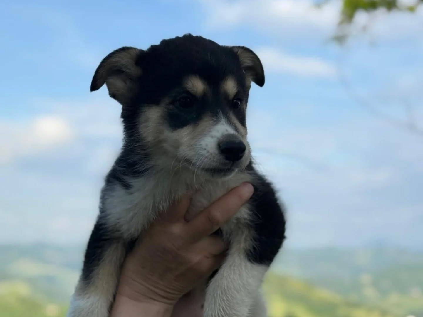 Adozione cane, femmina, Siberian Husky Labrador Retriever, 3 mesi, taglia media, Latina