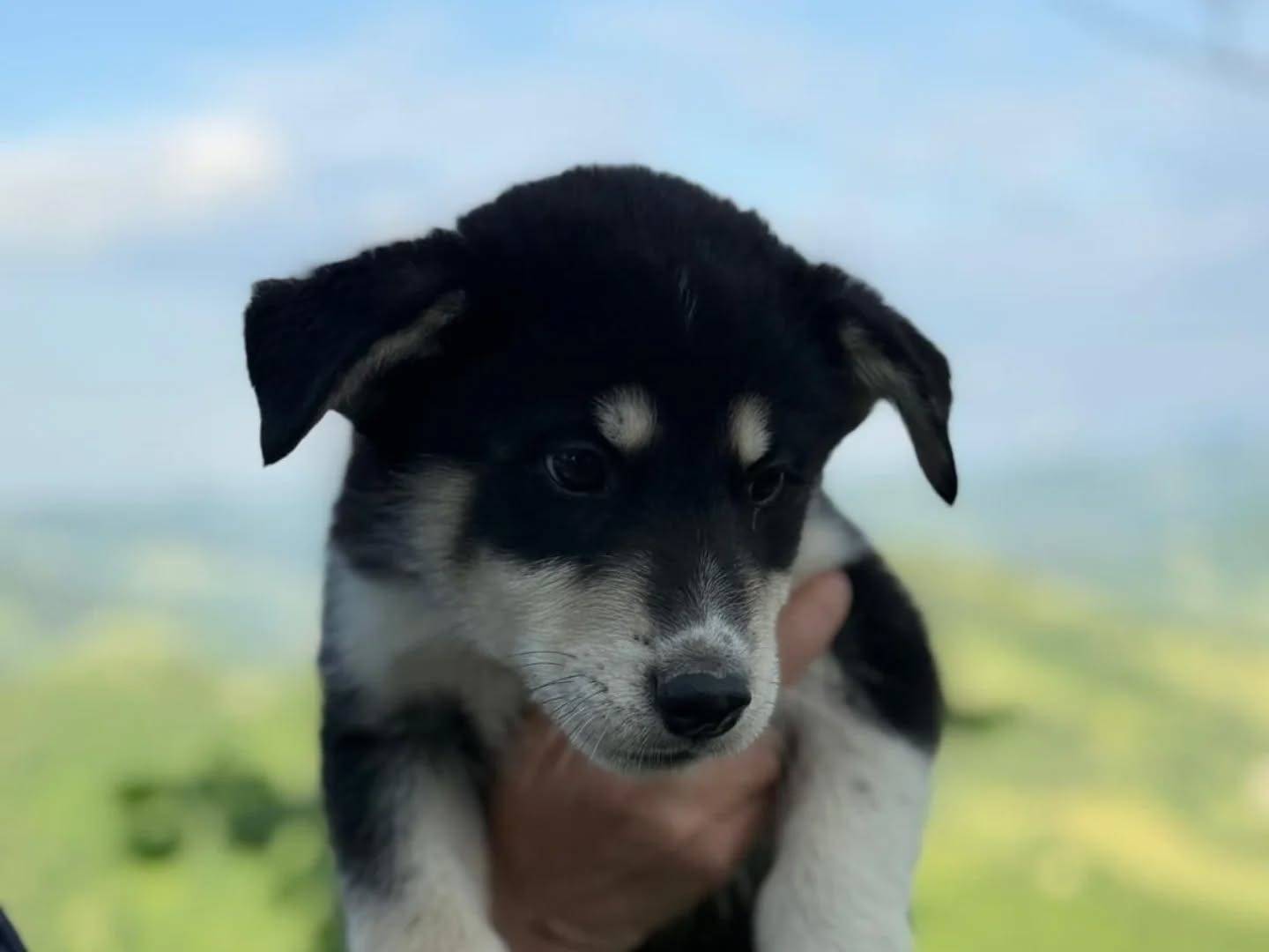 Adotta un cane, femmina, 3 mesi, Latina