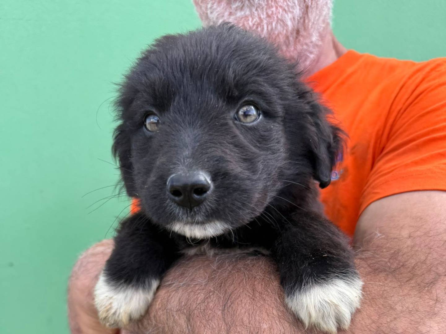 Adotta un cane, maschio, 3 mesi, Matera