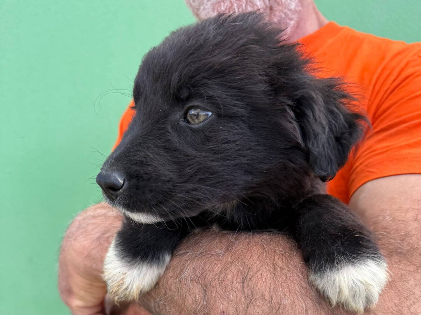 Adotta un cane, taglia media, maschio, Matera