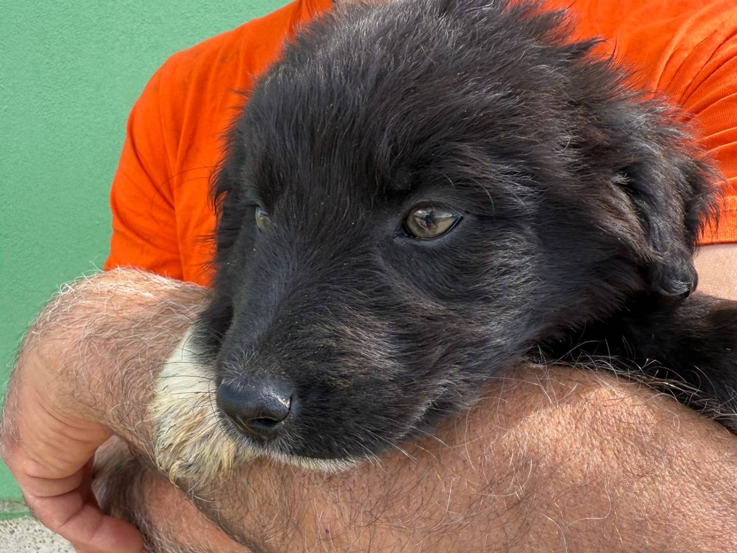 Adotta il cane Rick a Matera