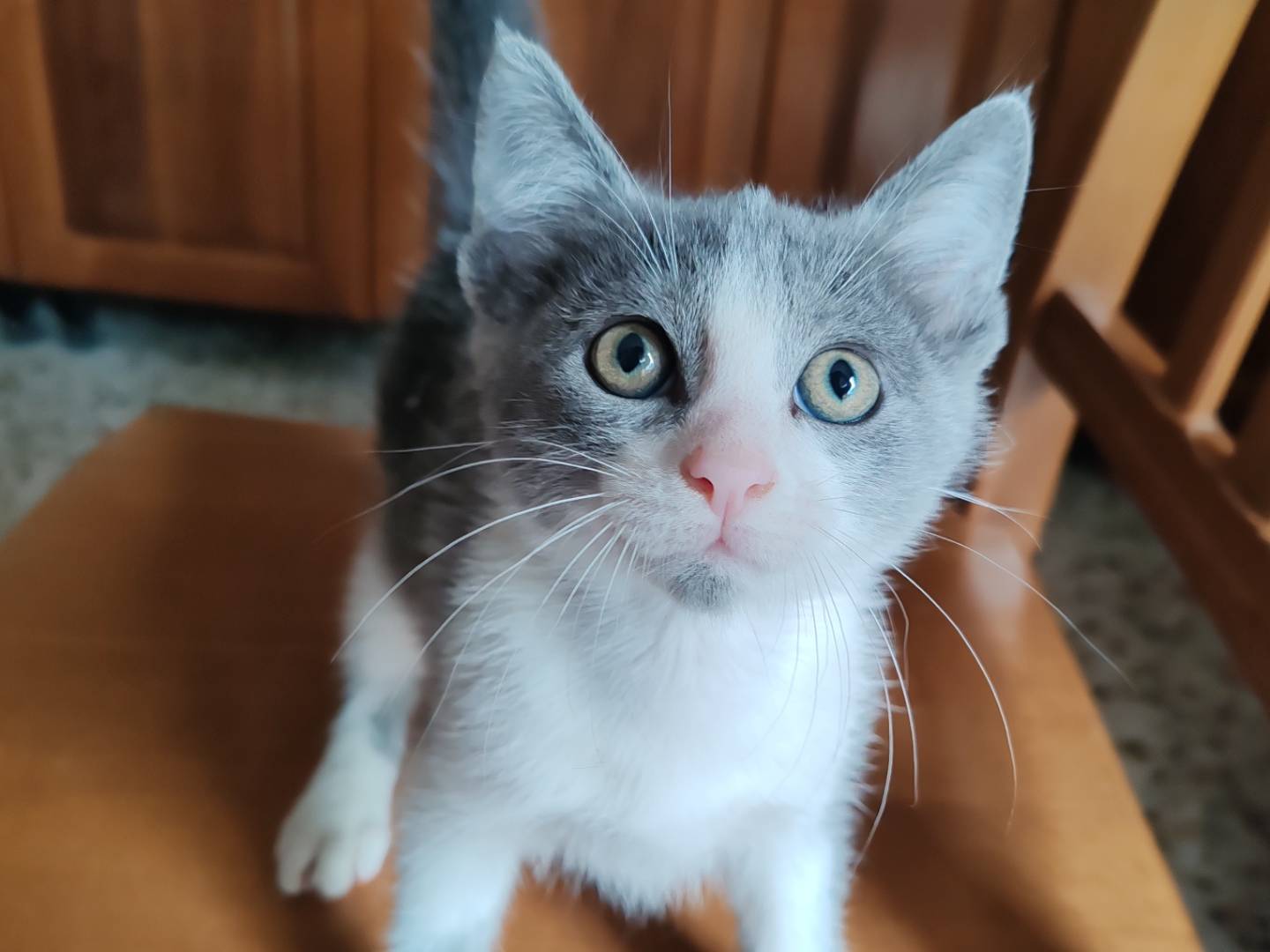 Adotta un gatto, maschio, 2 mesi, Catania