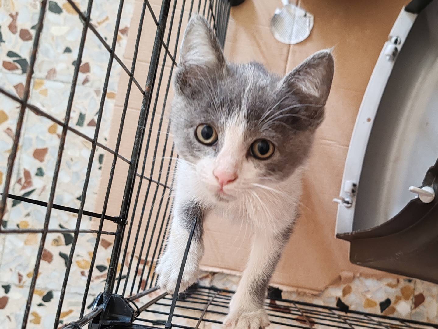 Adotta un gatto, taglia non valida, maschio, Catania