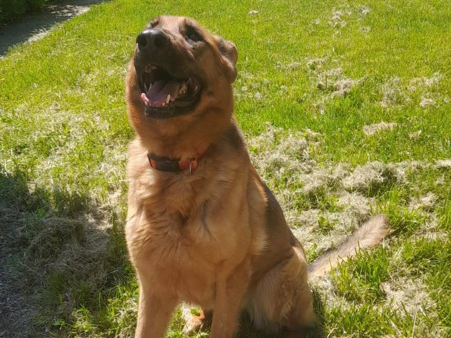 Adotta un cane, femmina, 8 anni  e 2 mesi , Parma