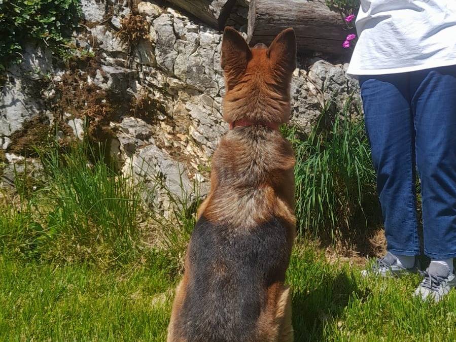 Adotta un cane, taglia grande, femmina, Parma