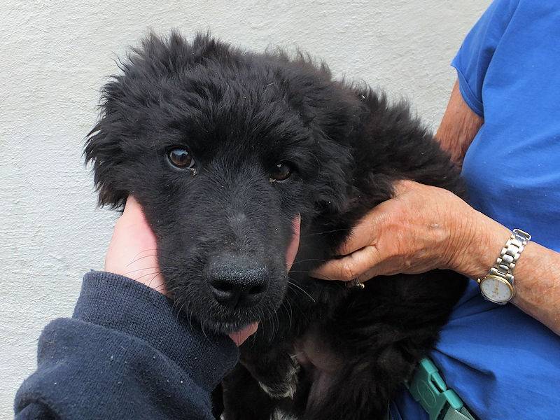 Adotta un cane, taglia media contenuta, maschio, Frosinone